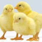 PoultryIntegrationFarms